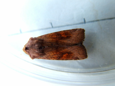 Ear Moth